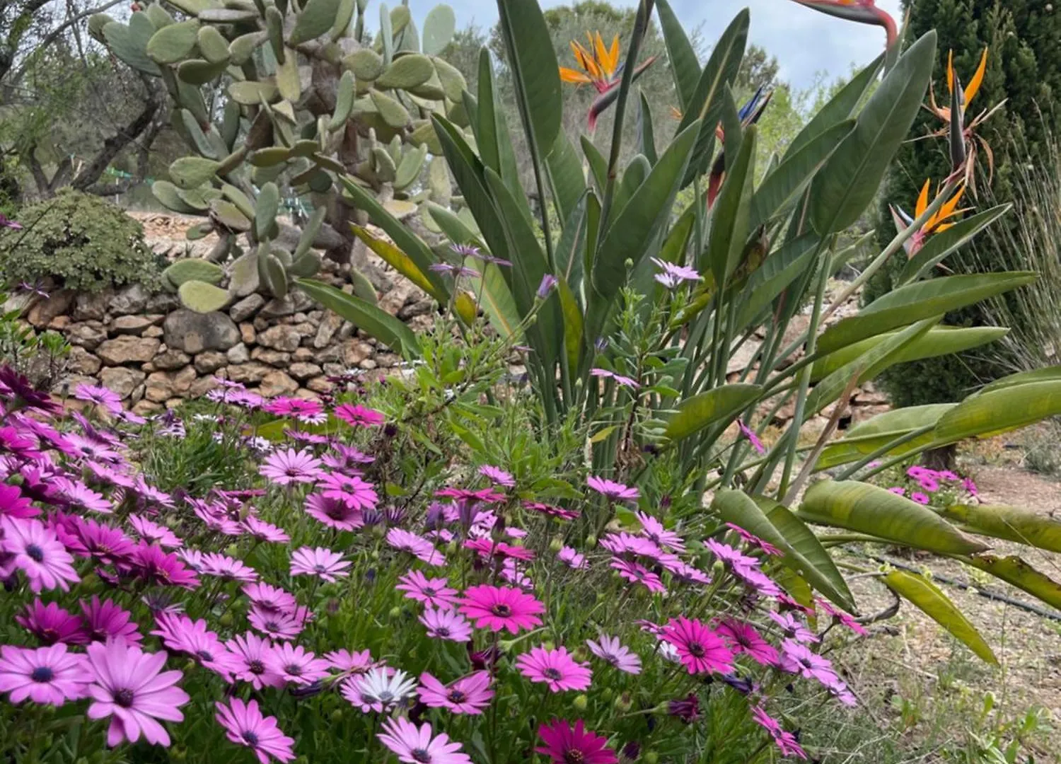 Bellissima Bell Tent Tortosa Luxusní stan