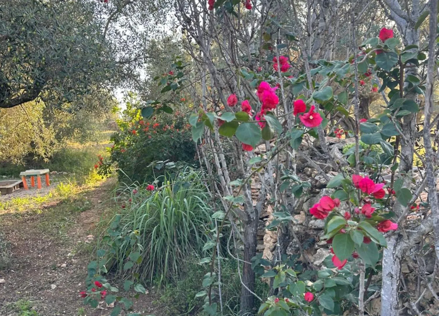 Luxury tent Bellissima Bell Tent Tortosa